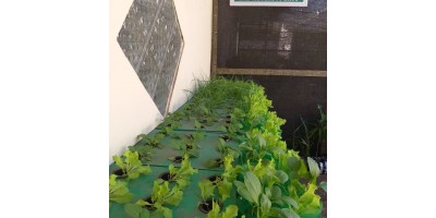 Green House
